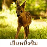 กวาง(เป็นหนึ่ง ซิม-TheOne Sim)